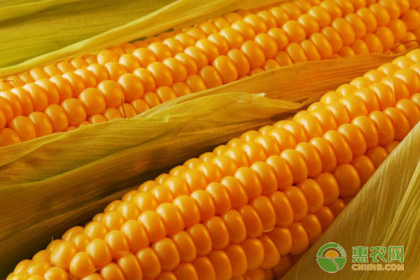 今日玉米多少钱一斤？8月18日全国玉米价格行情